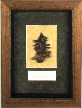 Banksia Seed polished and Framed, Antiquarian Print Gallery