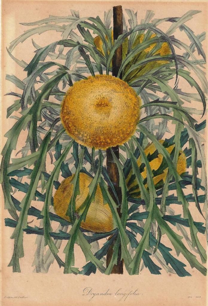 Acacia longifolia