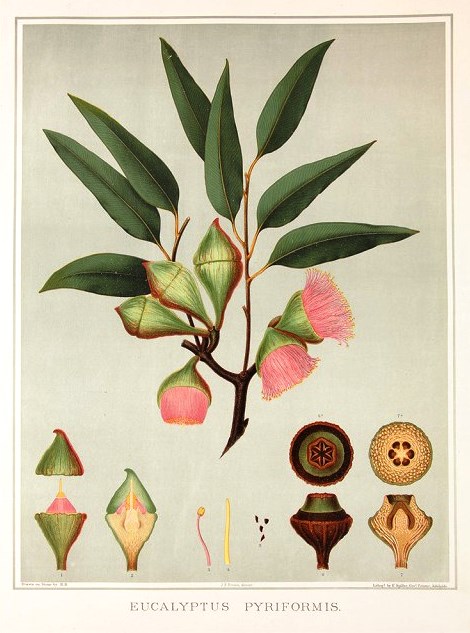Original Chromolithographs published 1882-90