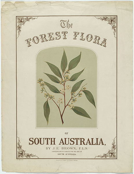 Forest Flora of South Australia