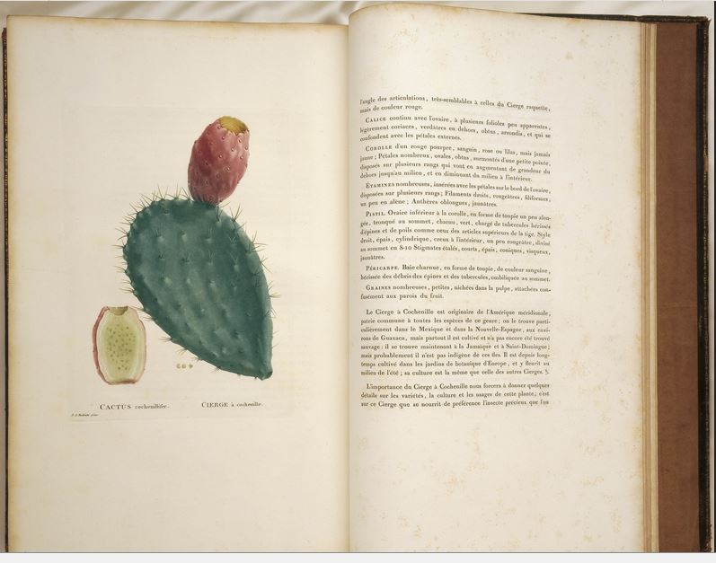Plantarum Succulentarum historia