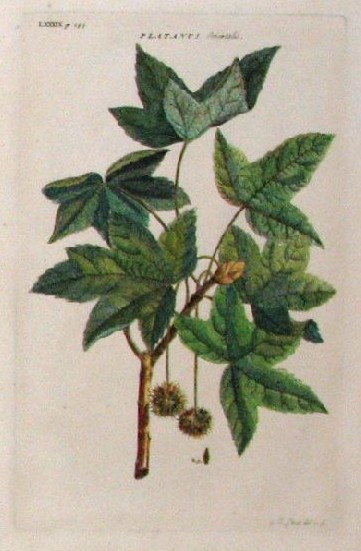 Plananus orientalis after G.D.Ehret c.1745